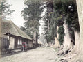Imaichi Nikko Japan Road Giant Trees Rickshaw Thatch Roof Vtg. Photo 19thC.