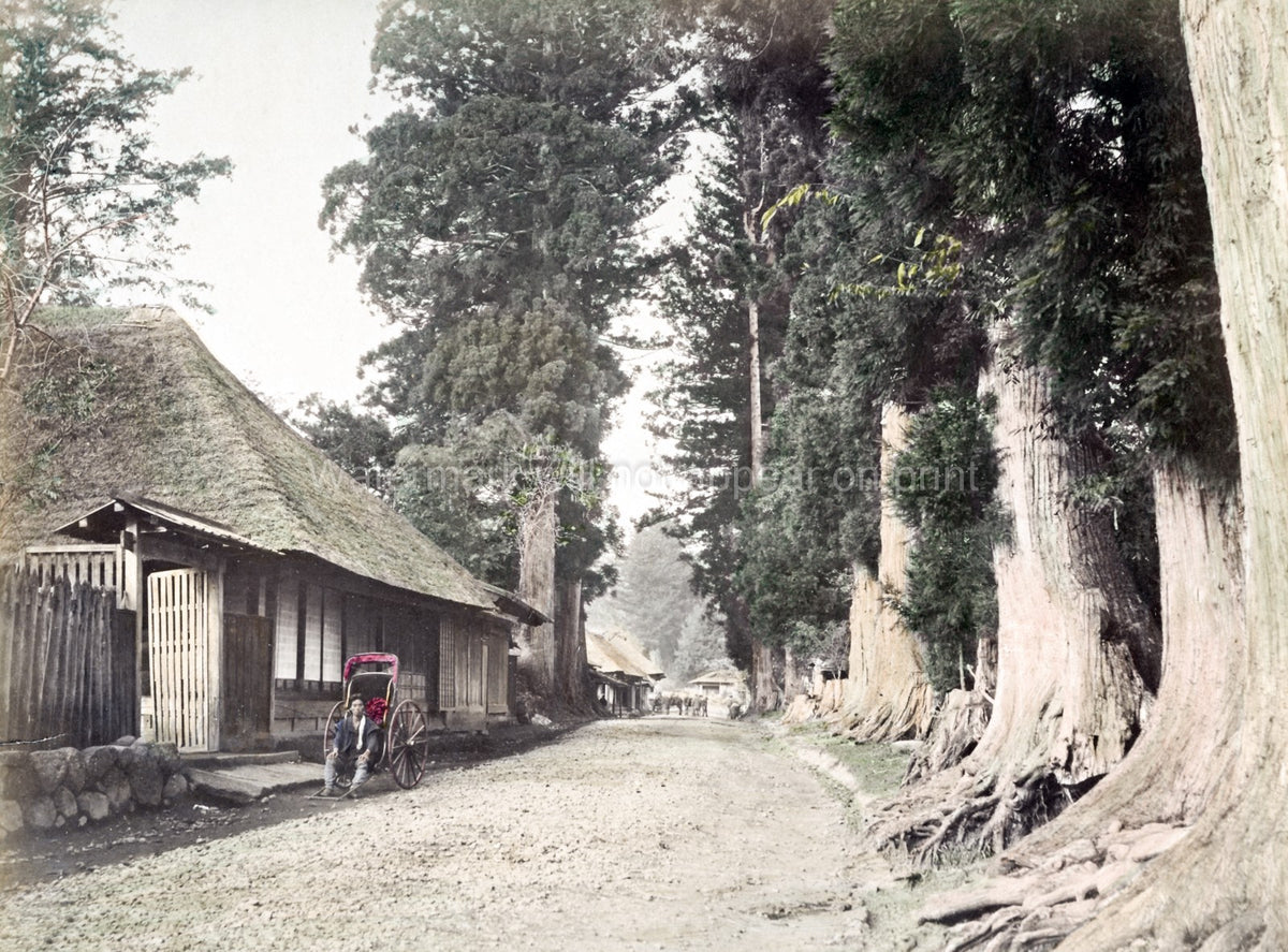 Imaichi Nikko Japan Road Giant Trees Rickshaw Thatch Roof Vtg. Photo 19thC.
