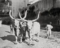 Oxen Rome Italy Longhorn Cattle Farmers Rural Scene Vtg. Photo 19thC.