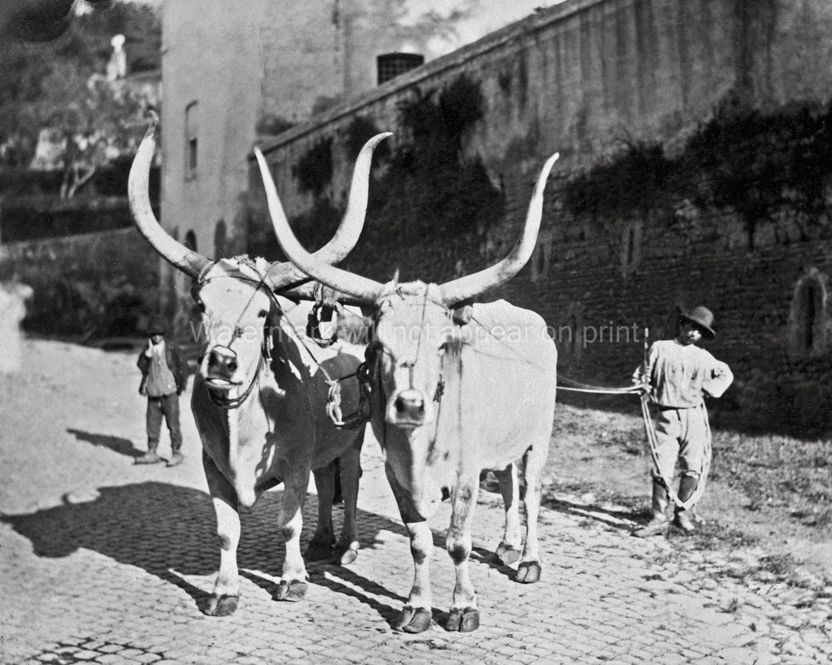 Oxen Rome Italy Longhorn Cattle Farmers Rural Scene Vtg. Photo 19thC.