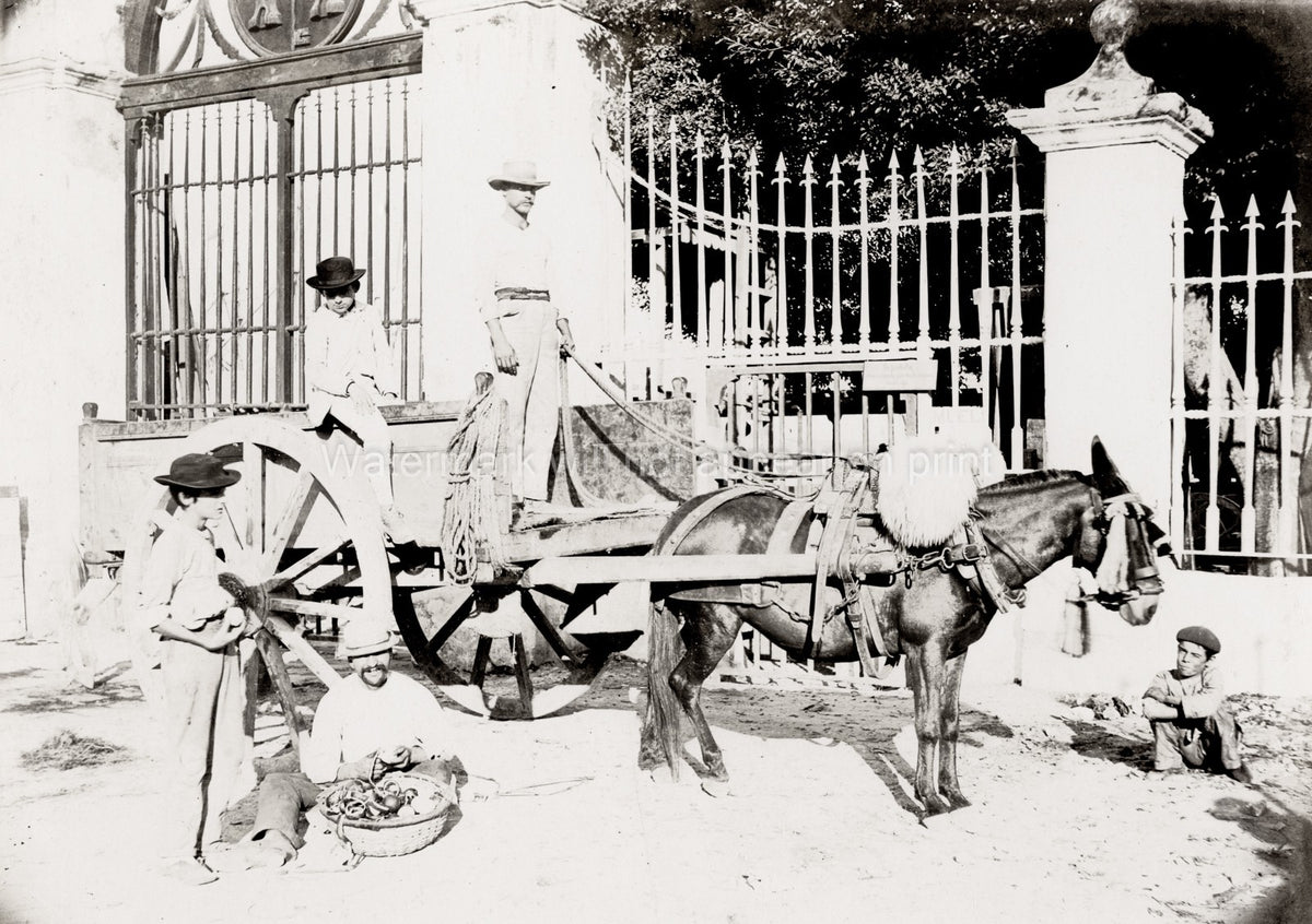 Cuba Mule Cart Donkey Street Scene Vendor People Gate Vtg. Photo 19thC.