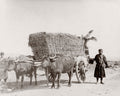 Caucasus Georgia Bullock Cart Ox Wagon Farmers Water Buffalo Vtg. Photo 19thC.