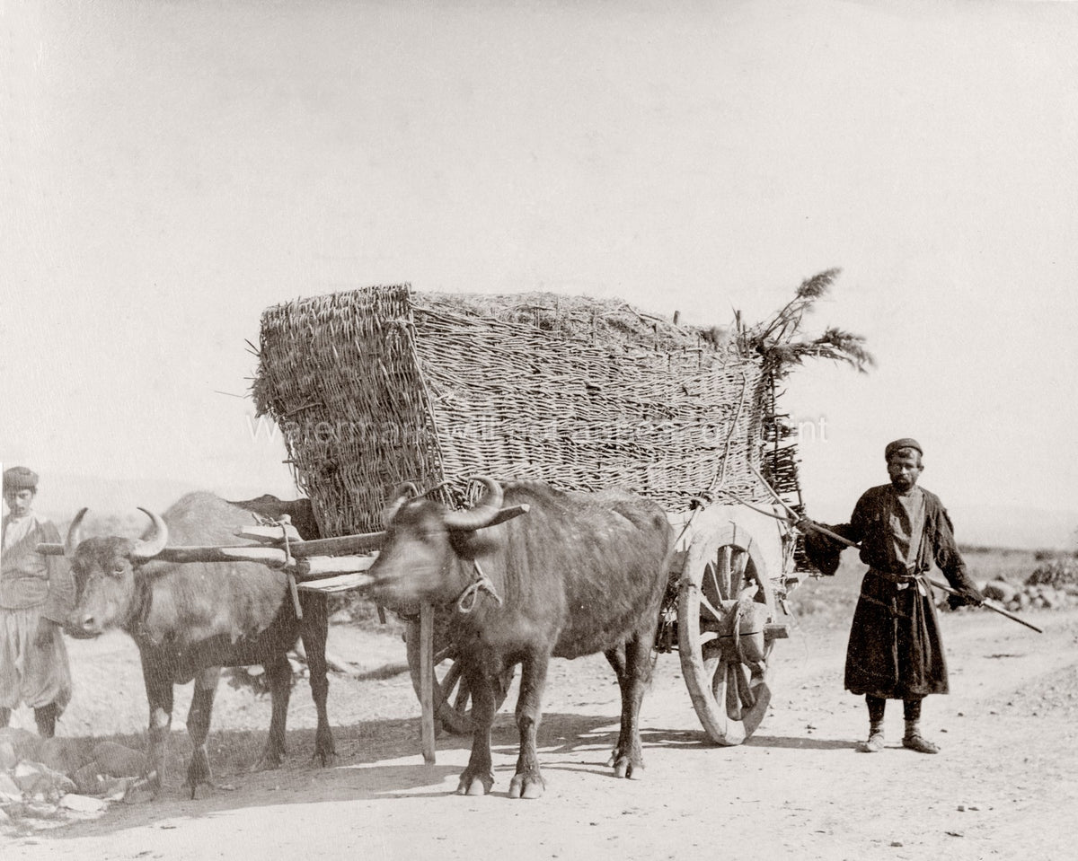 Caucasus Georgia Bullock Cart Ox Wagon Farmers Water Buffalo Vtg. Photo 19thC.