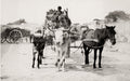 Southern Italy Farmer Heavy Cart Horse Cow Bullock Donkey Vtg. Photo 19thC.