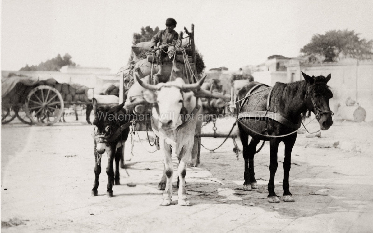 Southern Italy Farmer Heavy Cart Horse Cow Bullock Donkey Vtg. Photo 19thC.