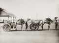 Aden Yemen Camels Pulling Water Barrel Carts Men Beach Seaport Vtg. Photo 19thC.
