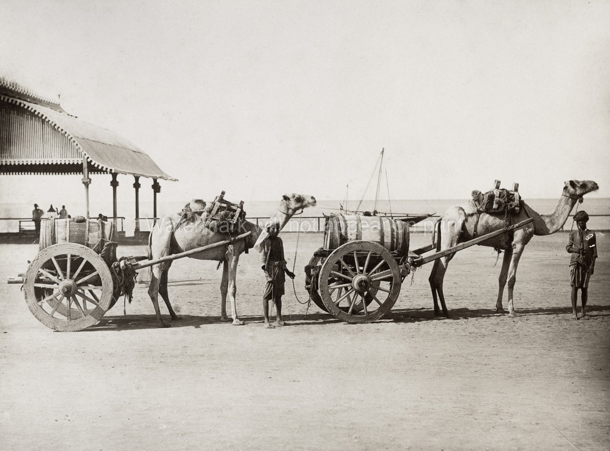 Aden Yemen Camels Pulling Water Barrel Carts Men Beach Seaport Vtg. Photo 19thC.