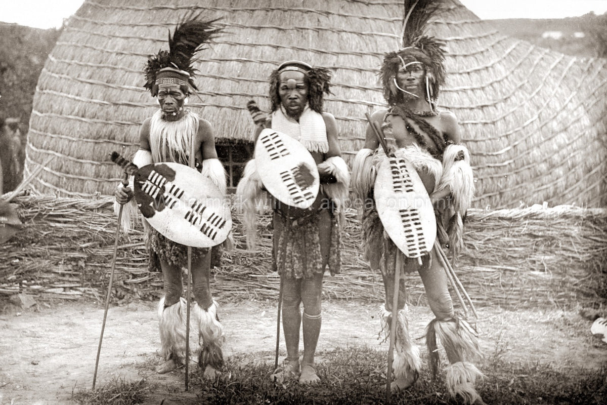 South Africa Zulu Chiefs Warriors Shields Spears Traditional Vtg. Photo 19thC.