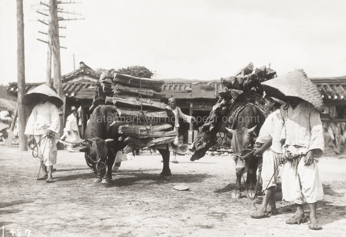 Korea Oxen Transporting Wood Farmers Rural Village Labor Vtg. Photo 20thC.