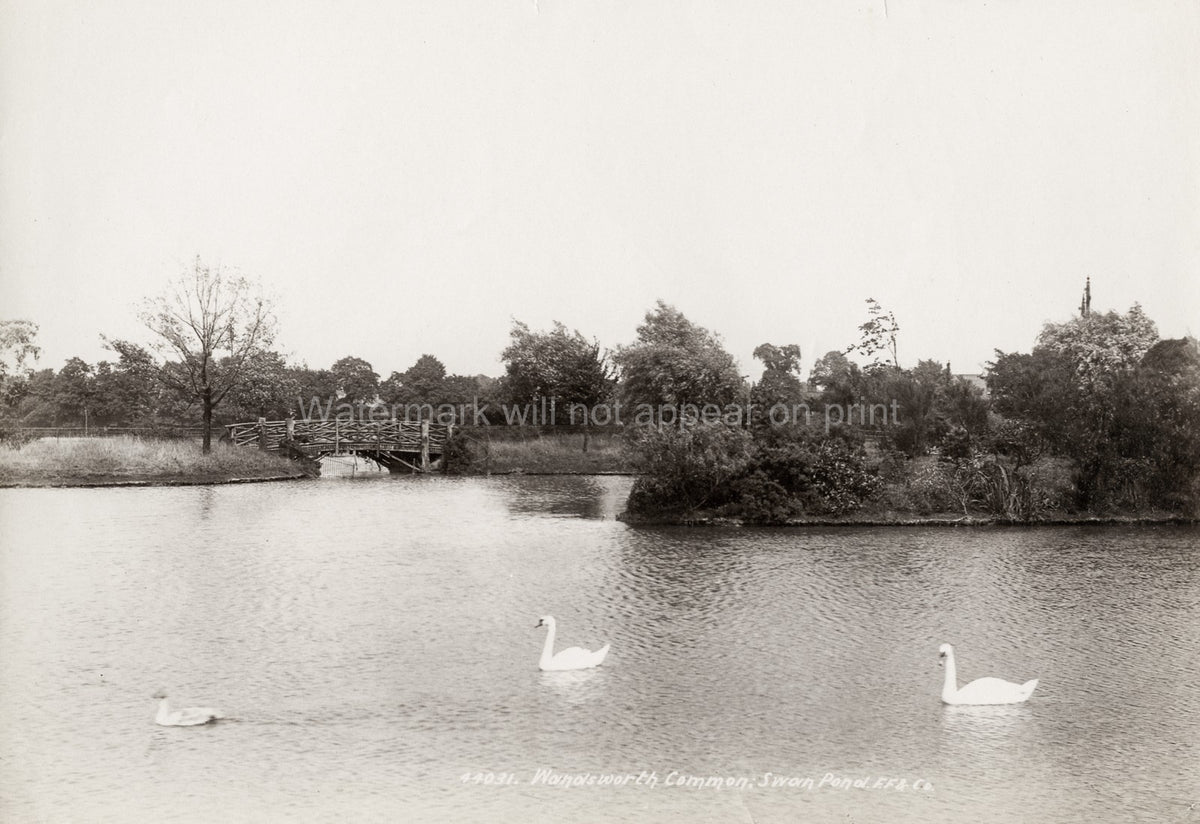 London Swan Pond Wandsworth Common Swans Lake Bridge Scenery Vtg. Photo 19thC.