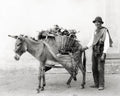 Naples Italy Vegetable Seller Smiling Man Donkey Basket Vtg. Photo 19thC.