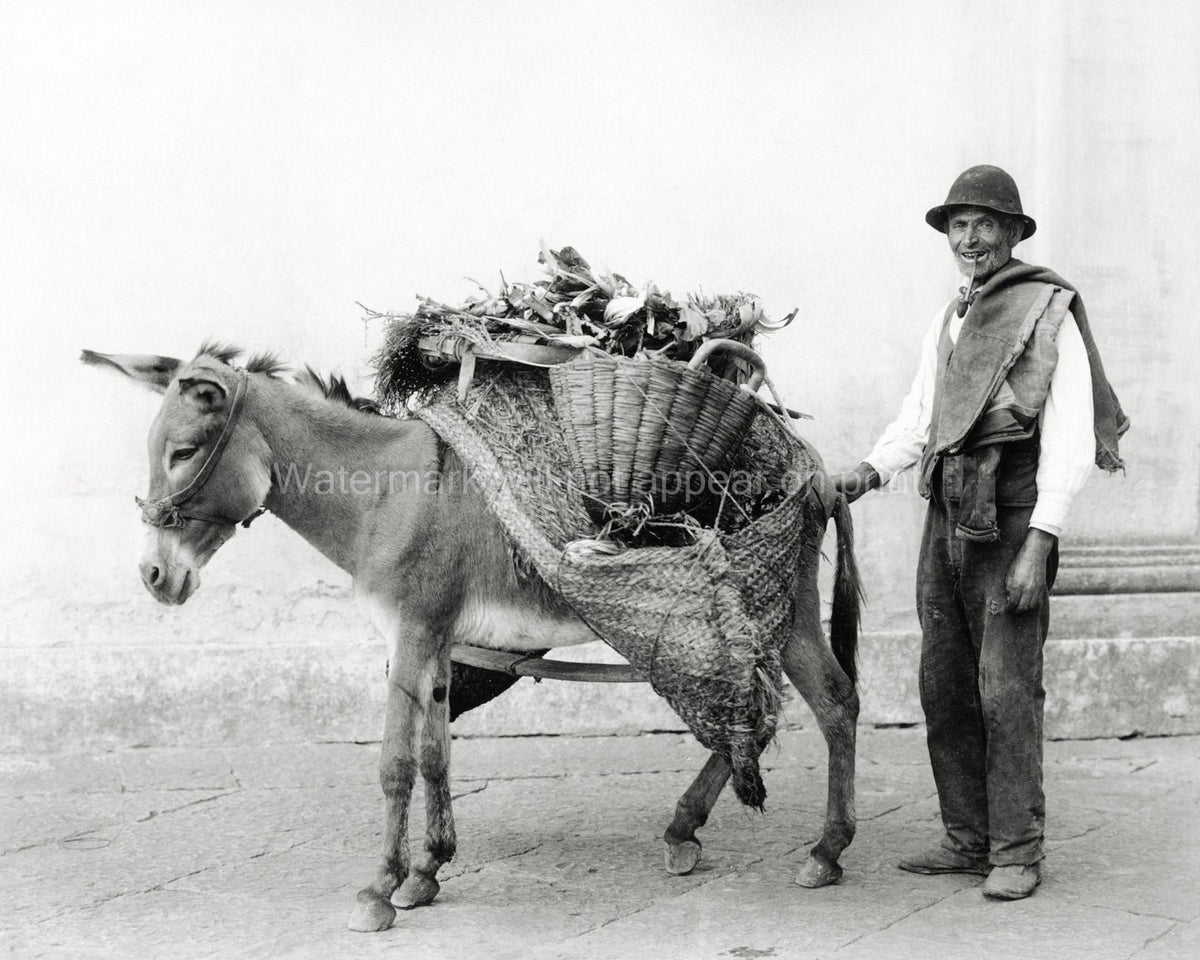 Naples Italy Vegetable Seller Smiling Man Donkey Basket Vtg. Photo 19thC.