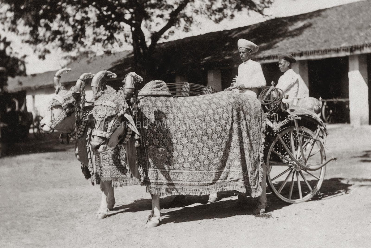 India Decorated Cattle Bullock Cart Transportation Men Vtg. Photo 19thC.