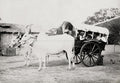 India Covered Ox Cart Gharry Transporting People Rural Travel Vtg. Photo 19thC.