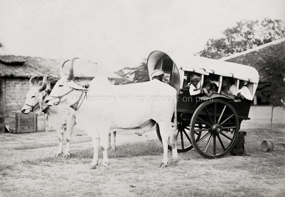 India Covered Ox Cart Gharry Transporting People Rural Travel Vtg. Photo 19thC.