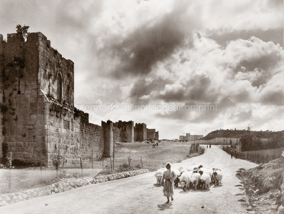 Jerusalem City Walls Shepherd Sheep Flock Holy Land Vtg. Photo 20thC.
