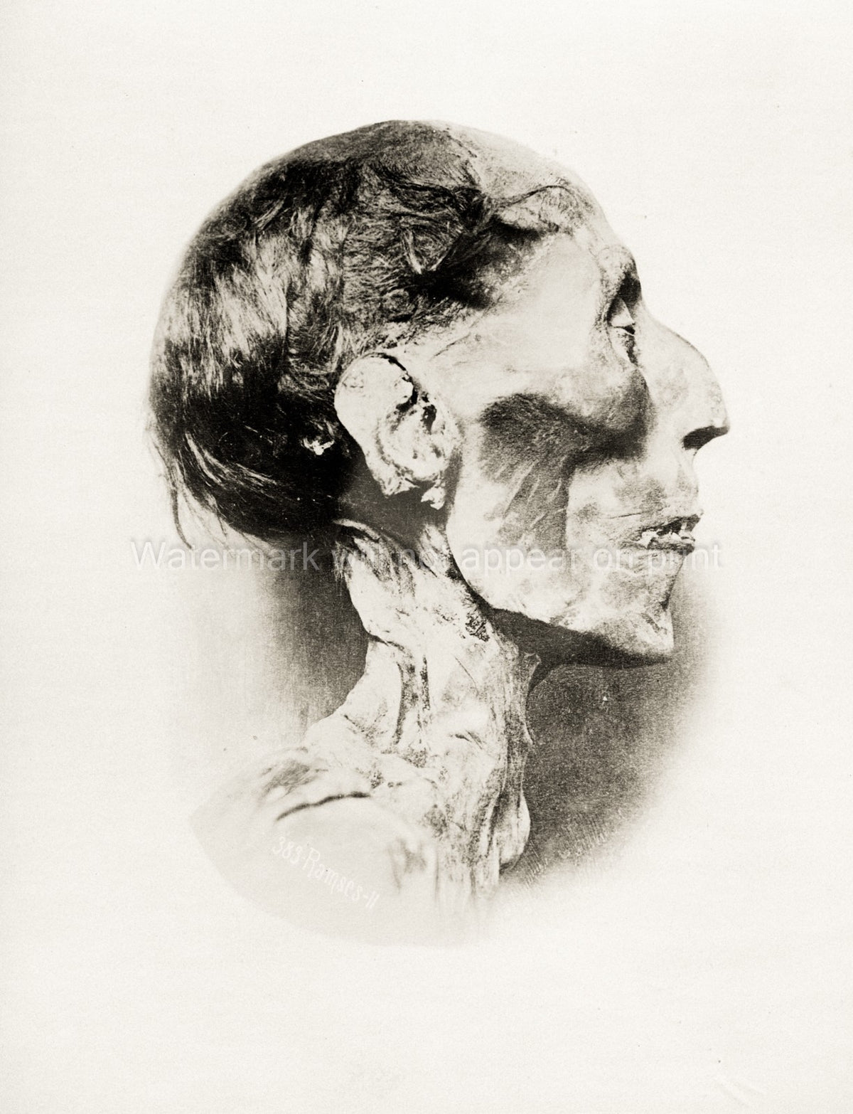 Egyptian Pharaoh Ramses II Mummified Head Ancient Relic Vtg. Photo 19thC.