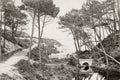 Branksome Chine Beach Bournemouth Pine Trees Stone Bridge Vtg. Photo 19thC.