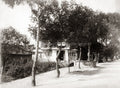 Shanghai China Bubbling Roadside Trees Architecture Vtg. Photo 19thC.