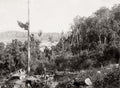 Queensland Australia Scrub Scenery Horse Carriage Forest Vtg. Photo 19thC.