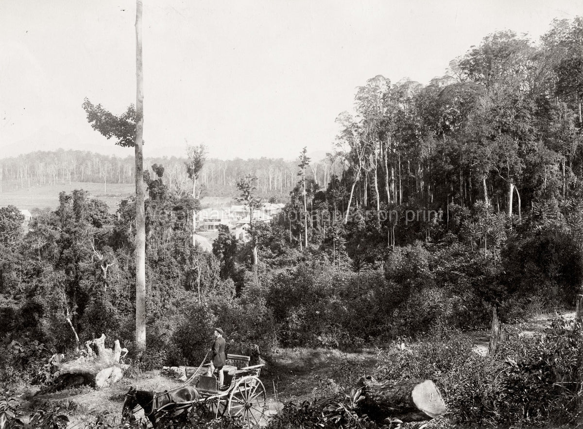 Queensland Australia Scrub Scenery Horse Carriage Forest Vtg. Photo 19thC.