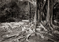 Ceylon Figus Elastica India Rubber Tree Large Roots Forest Vtg. Photo 19thC.