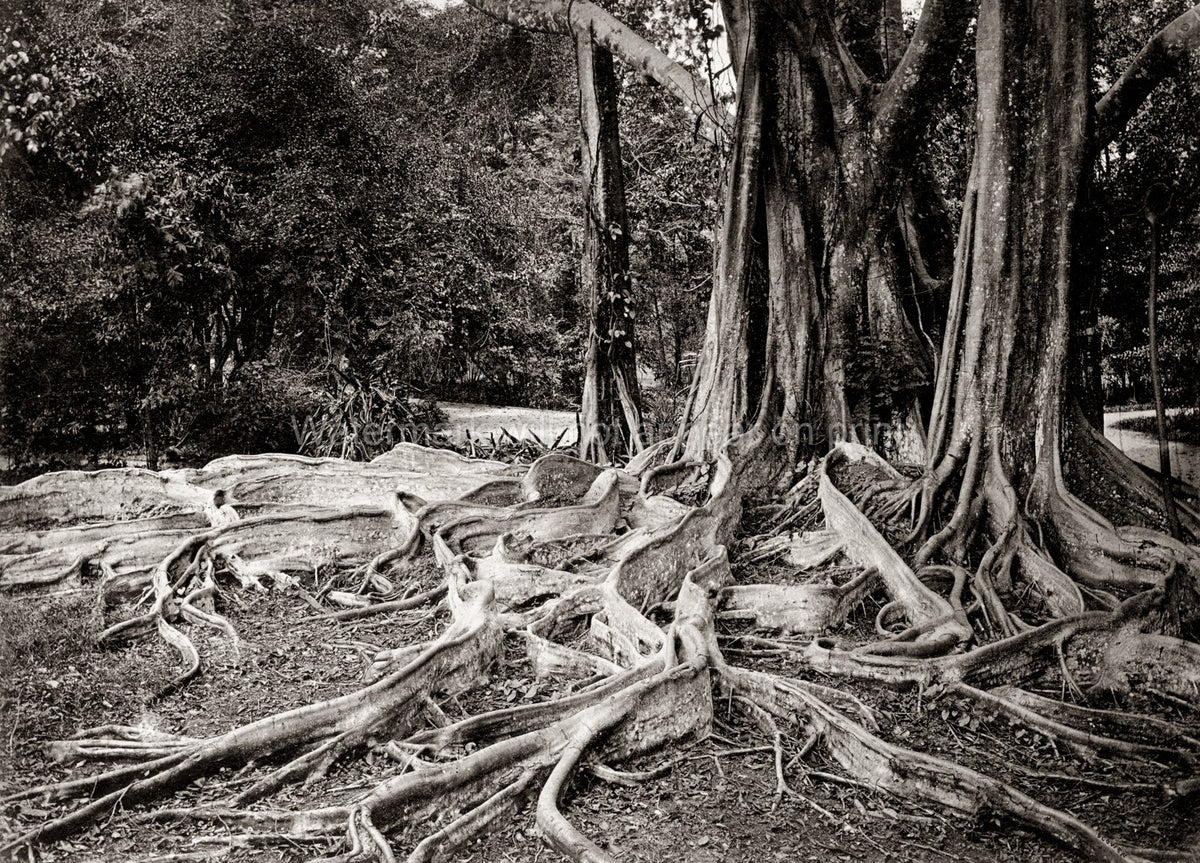 Ceylon Figus Elastica India Rubber Tree Large Roots Forest Vtg. Photo 19thC.
