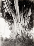 Queensland Australia Large Fig Tree Man Nature Forest Roots Vtg. Photo 19thC.