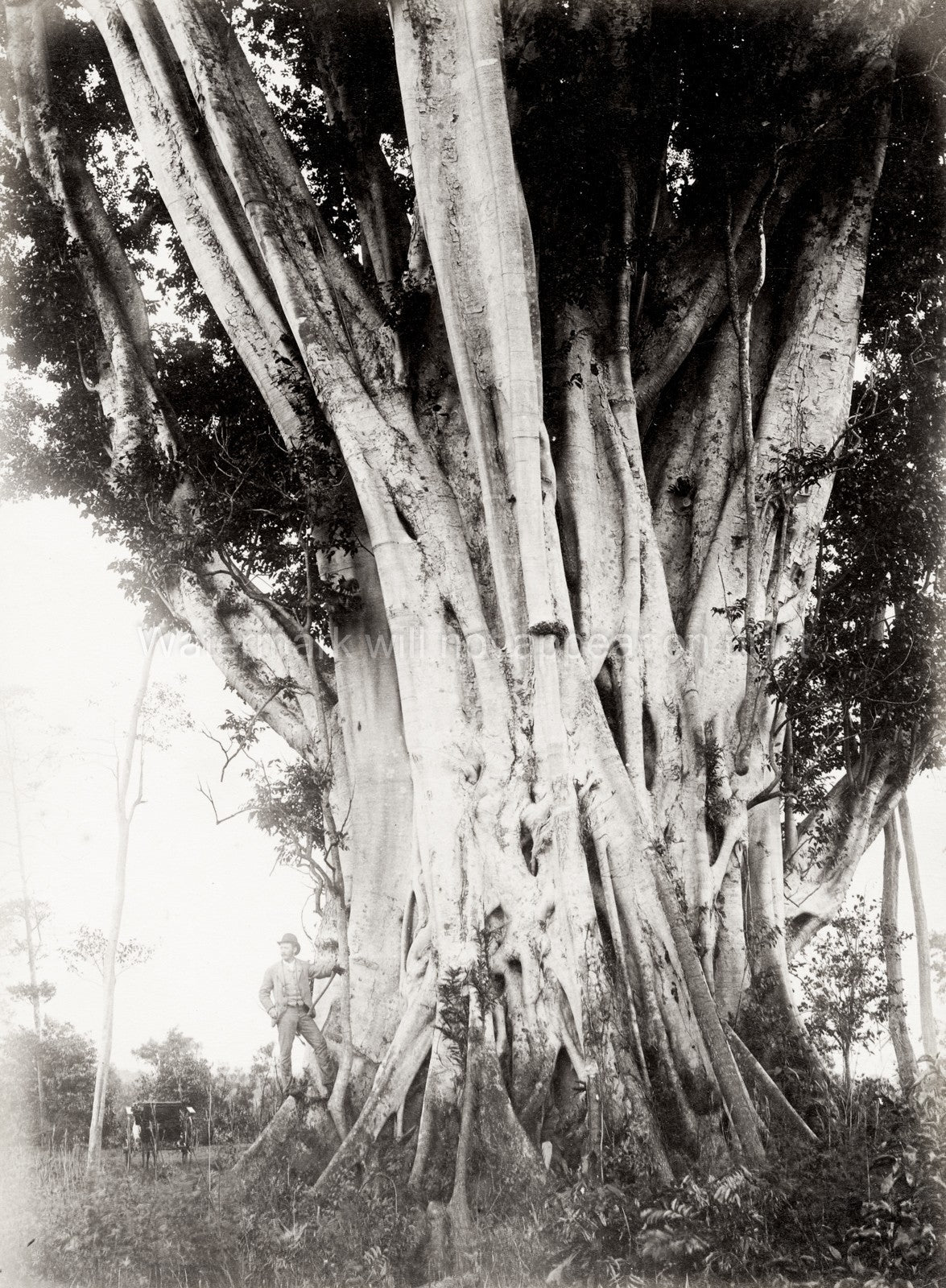 Queensland Australia Large Fig Tree Man Nature Forest Roots Vtg. Photo 19thC.