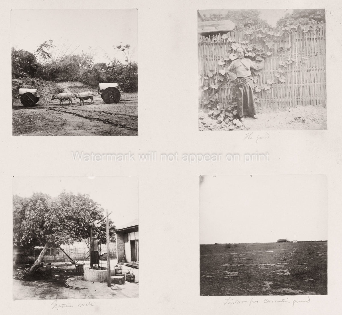 China Daily Life Scenes Water Buffalo Execution Ground Vtg. Photo 19thC.