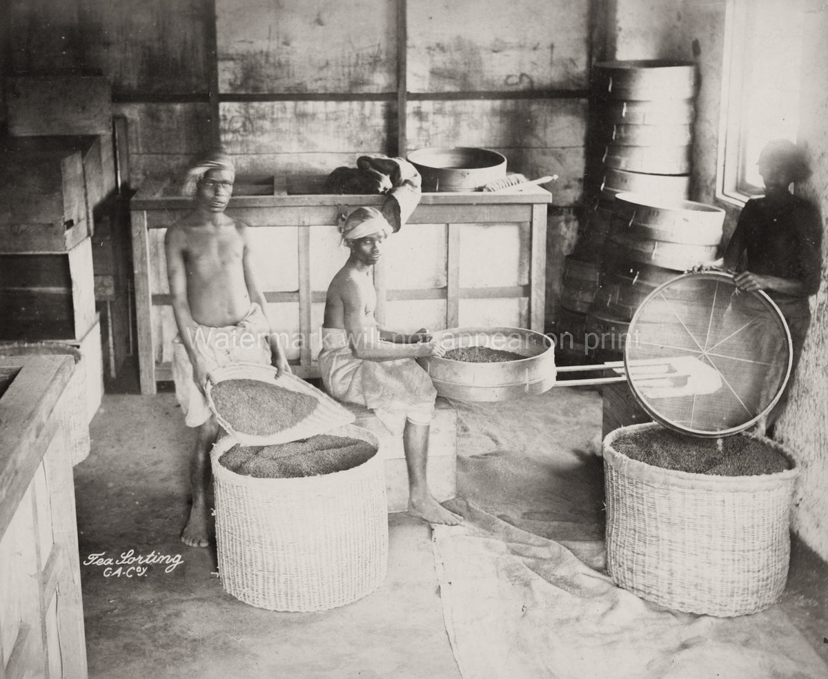 India Tea Factory Plantation Workers Sorting Baskets Sieves Vtg. Photo 19thC.