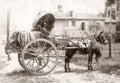 Italy Mule Pulling Farm Cart Wine Barrels Rural Scene Vtg. Photo 19thC.