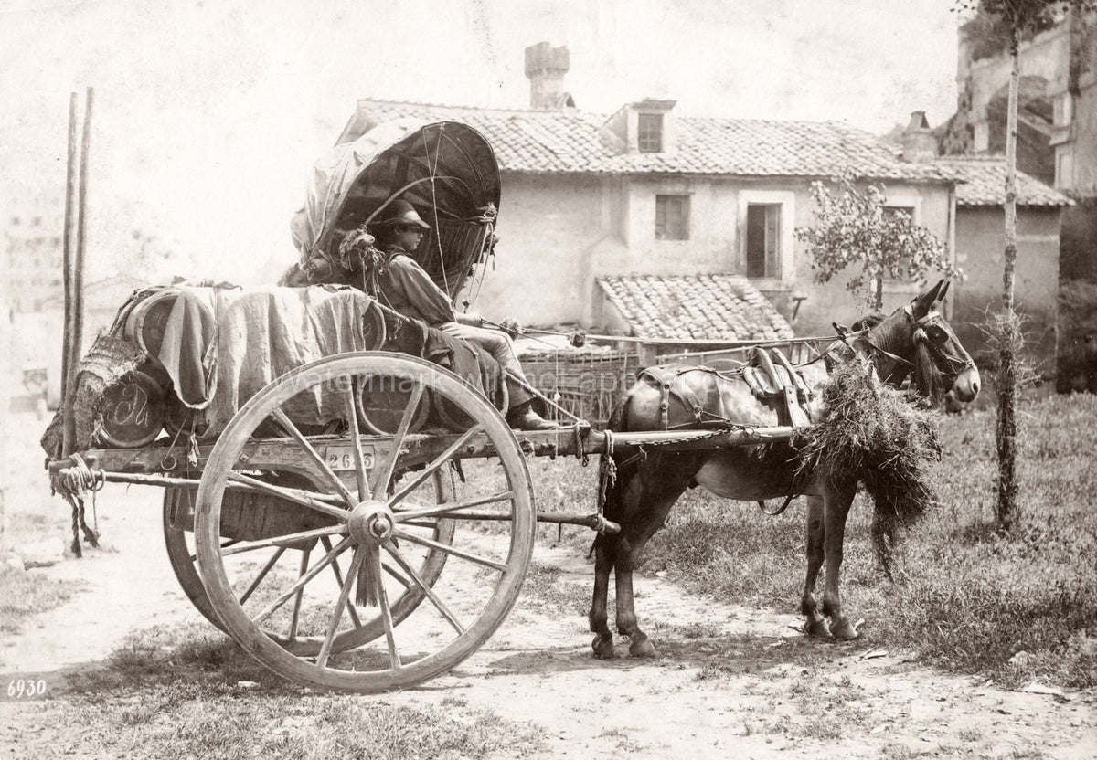 Italy Mule Pulling Farm Cart Wine Barrels Rural Scene Vtg. Photo 19thC.