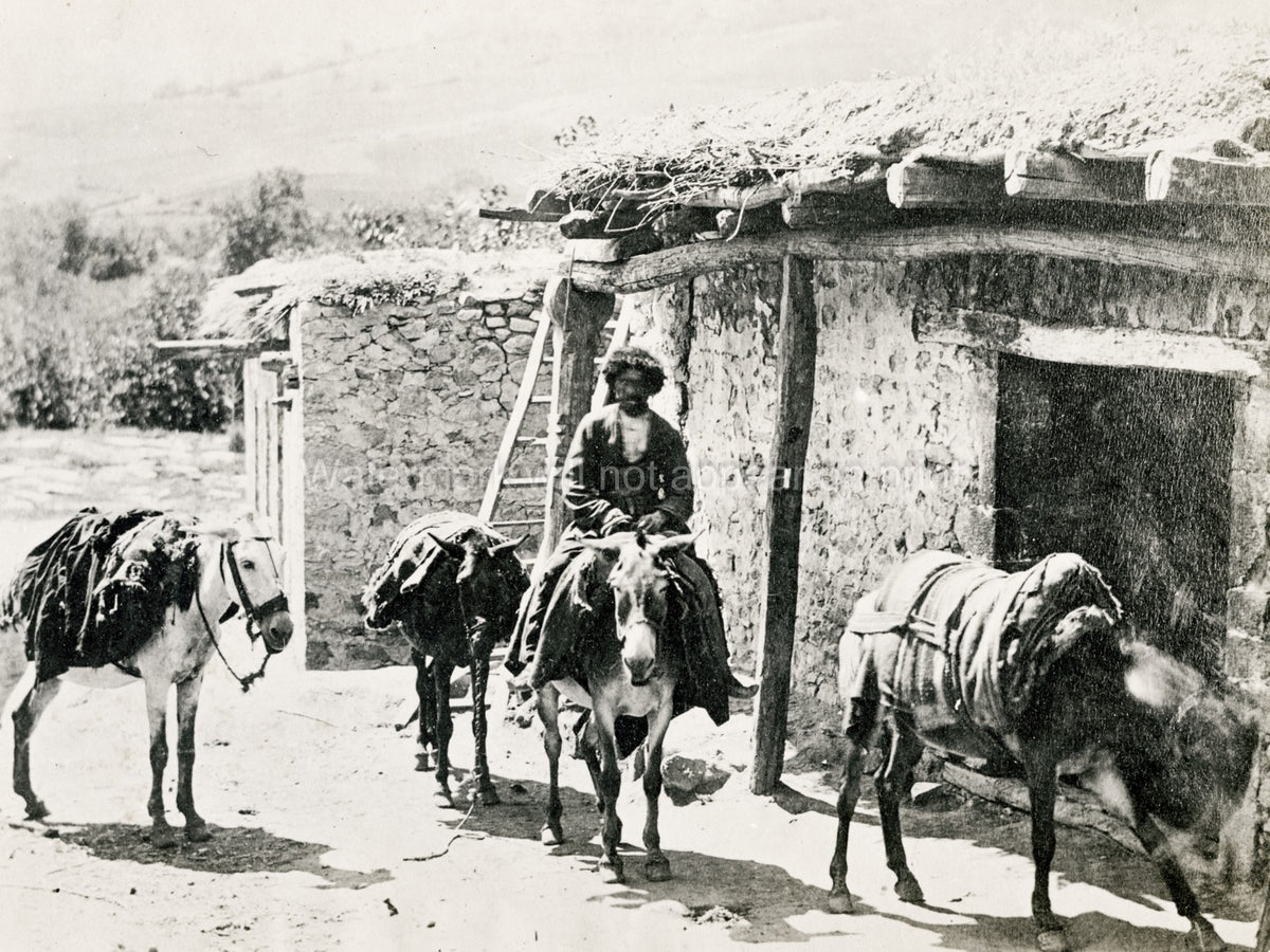 Caucasus Georgia Tiflis Caucasian Man Pack Mules Donkeys Vtg. Photo 19thC.