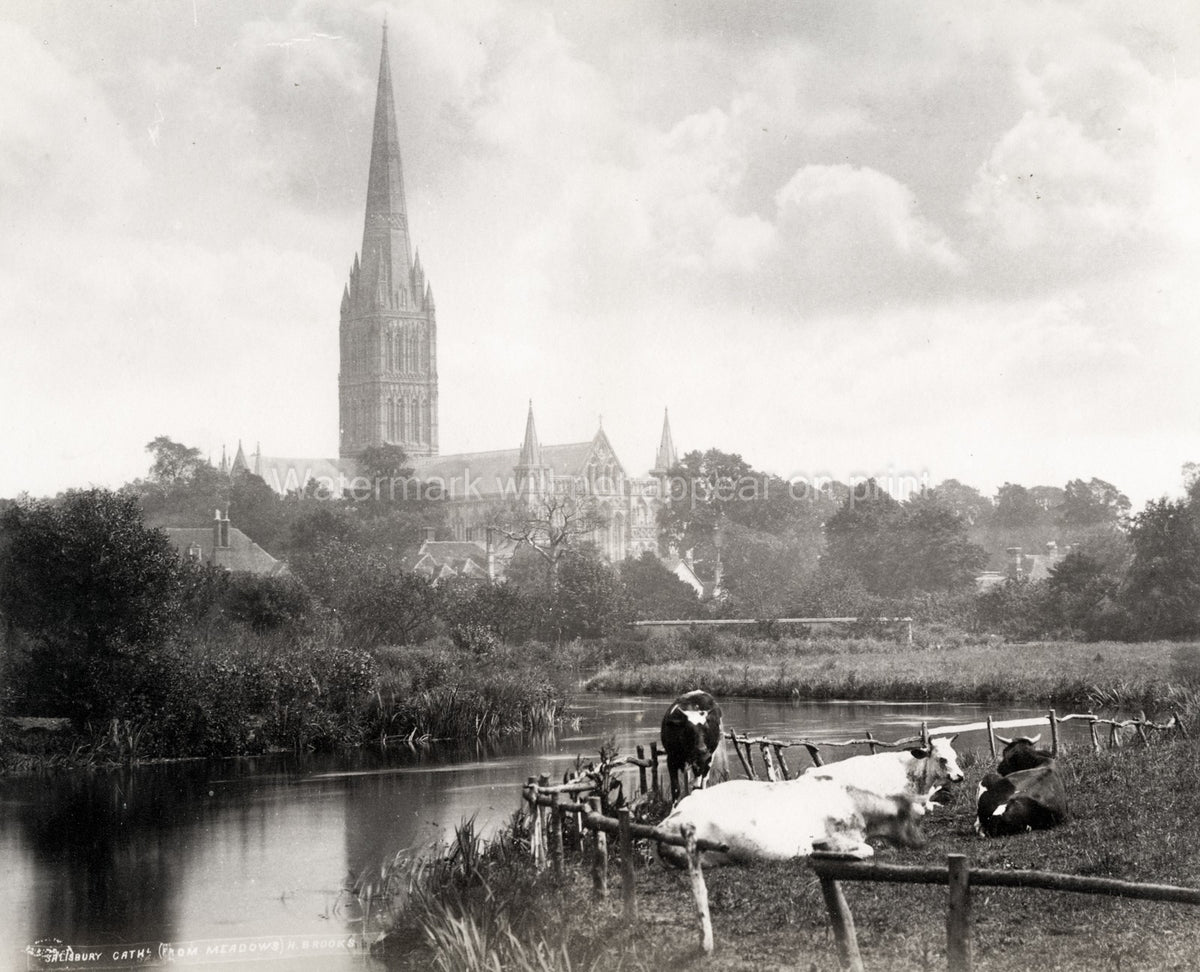 Salisbury Cathedral England River Cows Pastoral Landscape Vtg. Photo 19thC.