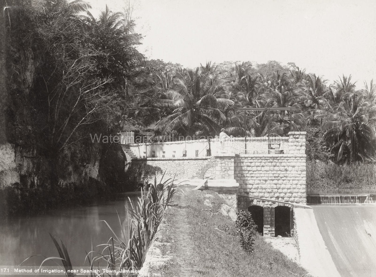 Spanish Town Jamaica Irrigation Dam Agriculture River Palm Vtg. Photo 19thC.