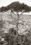 Naples Italy Cityscape View Hillside Pine Tree Vtg. Photo 19thC.