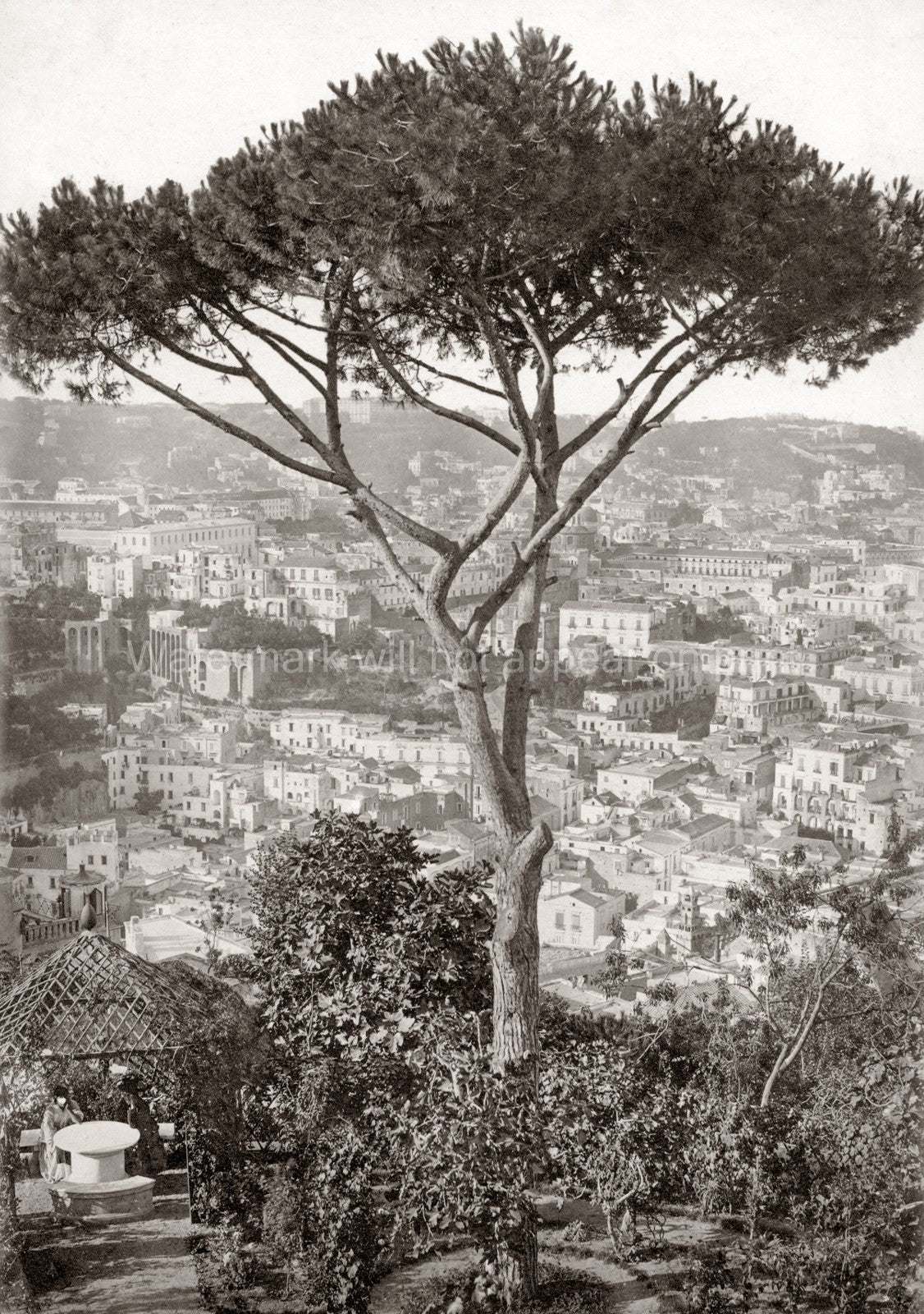 Naples Italy Cityscape View Hillside Pine Tree Vtg. Photo 19thC.
