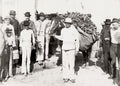 Cuba Farmer Horse Loaded Plantains Agriculture Vtg. Photo 19thC.