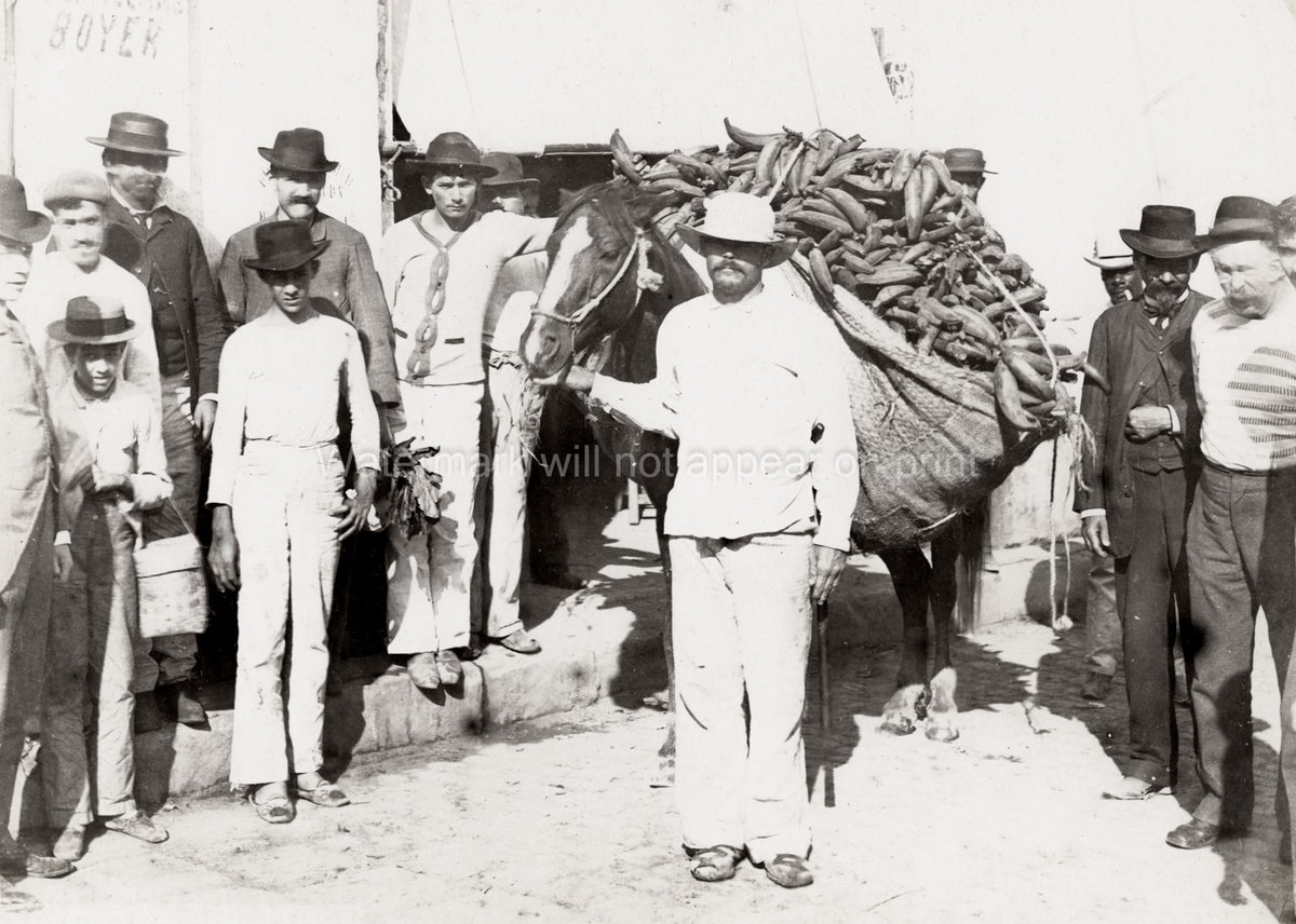 Cuba Farmer Horse Loaded Plantains Agriculture Vtg. Photo 19thC.