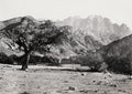 Mount Serbal Wadi Feiran Desert Landscape Rocky Mountains Tree Vtg. Photo 19thC.