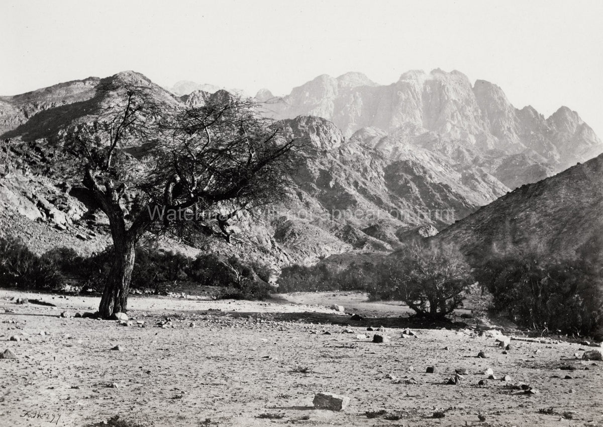 Mount Serbal Wadi Feiran Desert Landscape Rocky Mountains Tree Vtg. Photo 19thC.