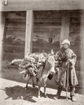 Caucasus Georgia Georgian Man Laden Donkey Firewood Portrait Vtg. Photo 19thC.