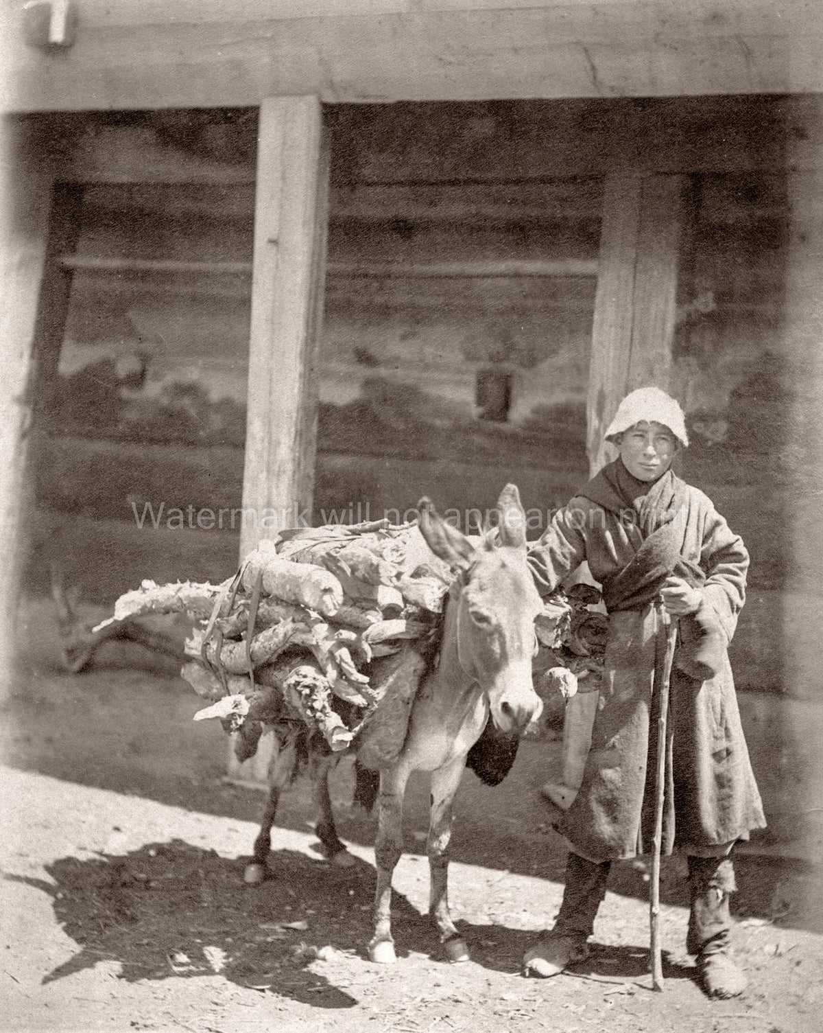 Caucasus Georgia Georgian Man Laden Donkey Firewood Portrait Vtg. Photo 19thC.