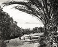 Lake Como Villa Serbelloni Italy Garden Palm Tree View Vtg. Photo 19thC.