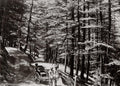 Simla India Hillside View Rickshaw Men Forest Road Trees Vtg. Photo 19thC.