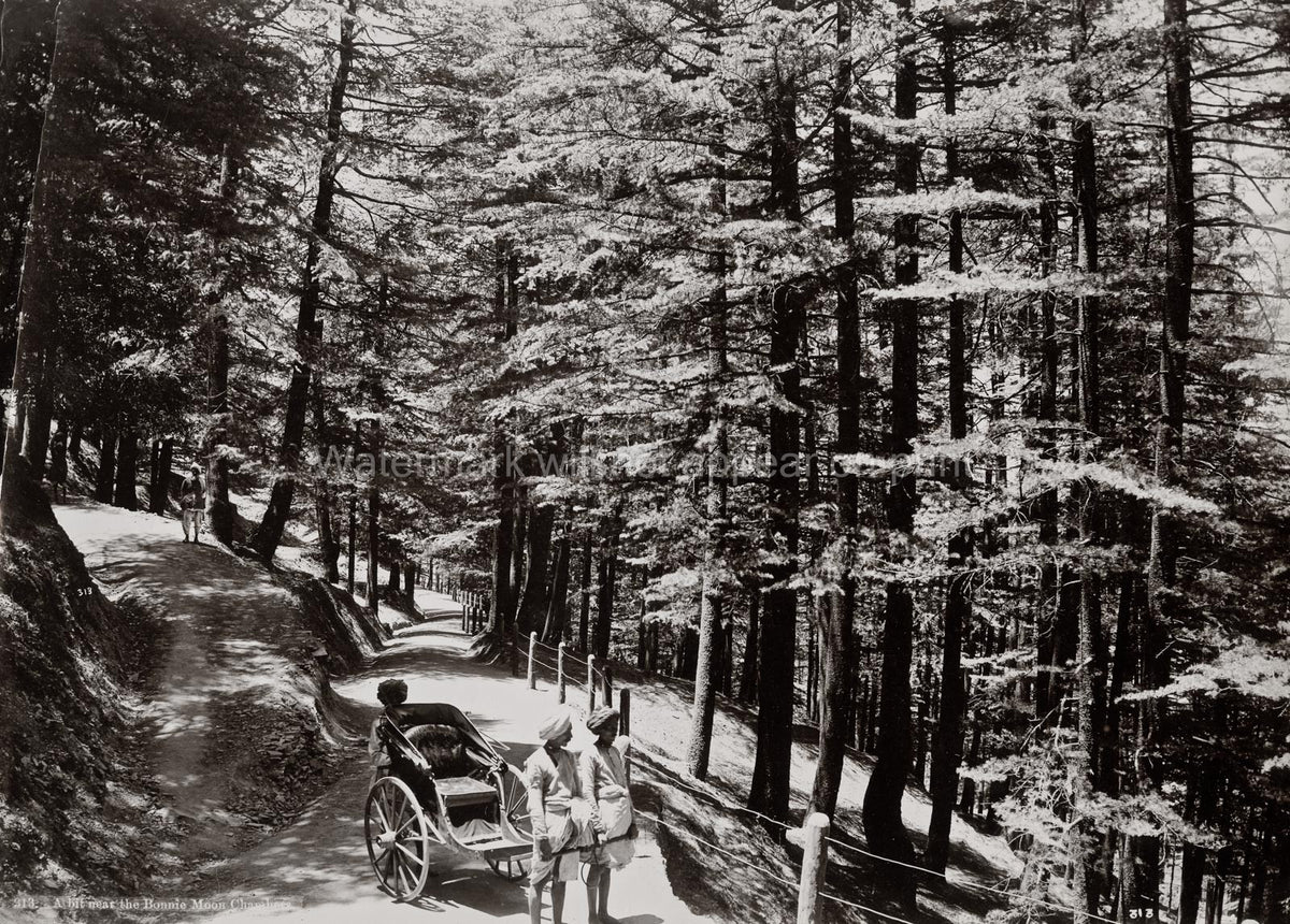 Simla India Hillside View Rickshaw Men Forest Road Trees Vtg. Photo 19thC.