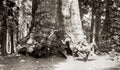Yosemite National Park Grizzly Giant Sequoia Tree Man Horse Vtg. Photo 19thC.