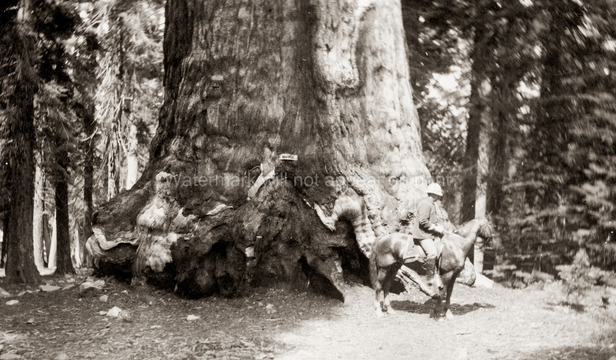 Yosemite National Park Grizzly Giant Sequoia Tree Man Horse Vtg. Photo 19thC.