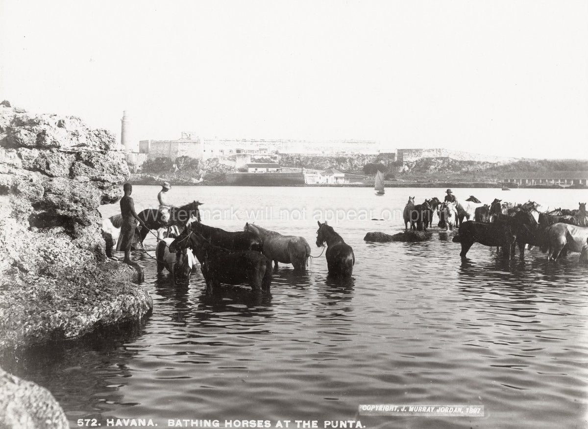 Havana Cuba Bathing Horses Punta Morro Castle Harbor Vtg. Photo 19thC.